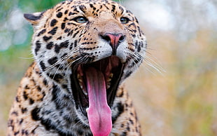 brown and white jaguar